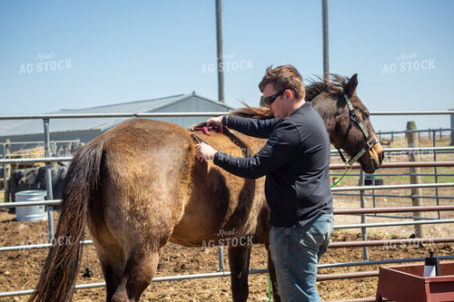 Farmer Grooming Horse 155580