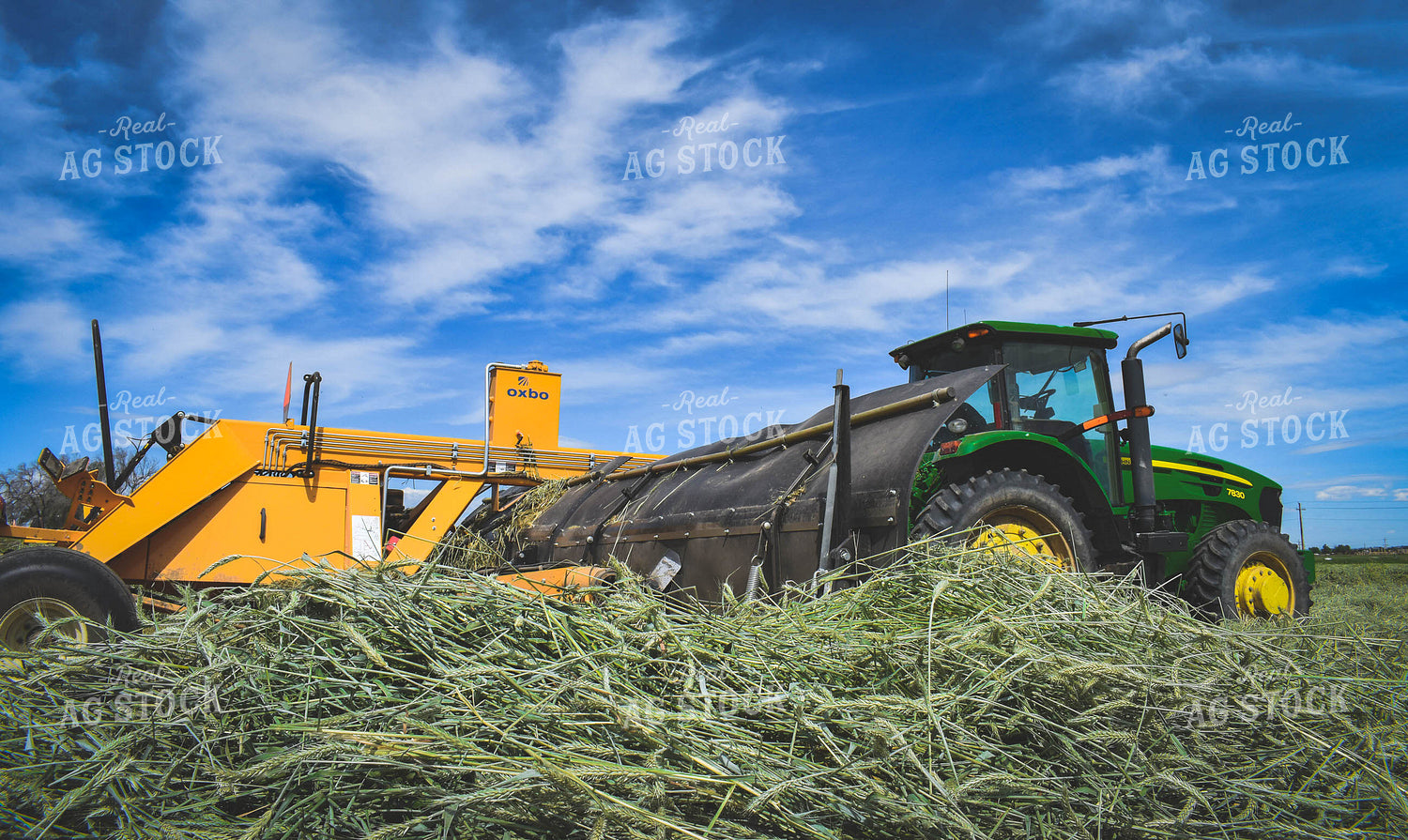 Wheat 56114