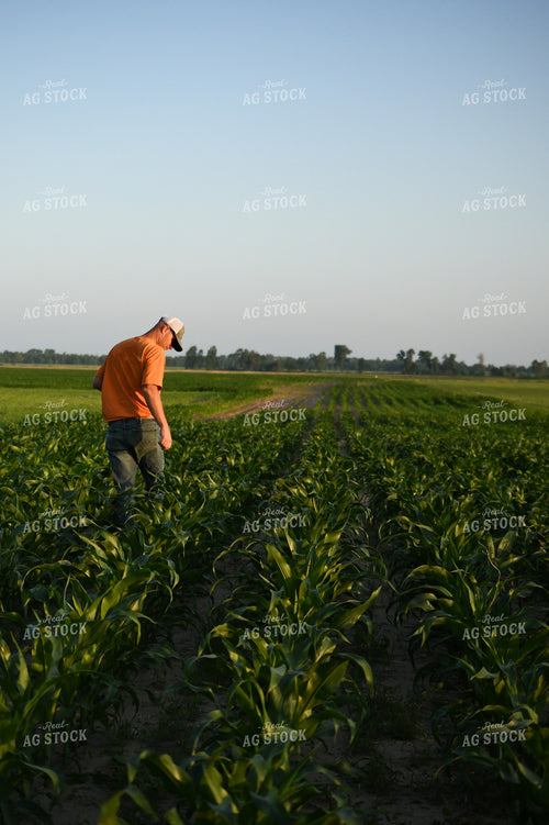 Checking Corn 191116