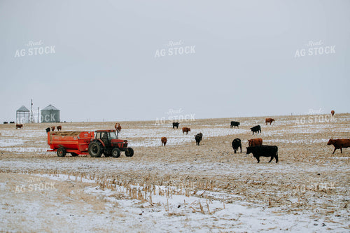 Cattle in Pasture and feed mixer 77166
