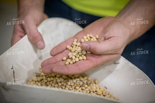 Farmer Checking Harvested Soybeans 250048