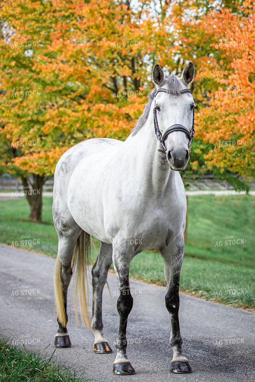 Female Equestrian with Horses 270394