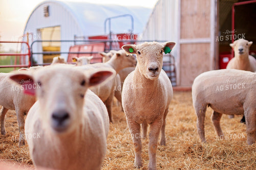 Sheep in Farmyard 93183