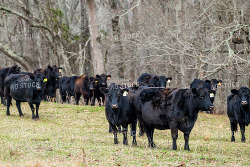 Black Angus Cattle 192034
