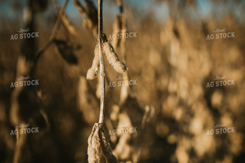Dried Soybean Pods at Sunrise 5202