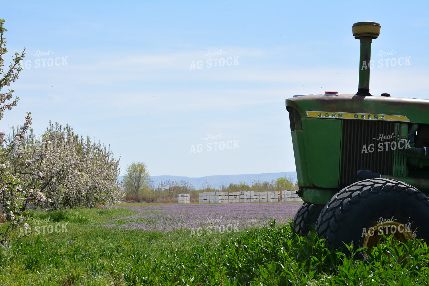 Almond Orchard 198002
