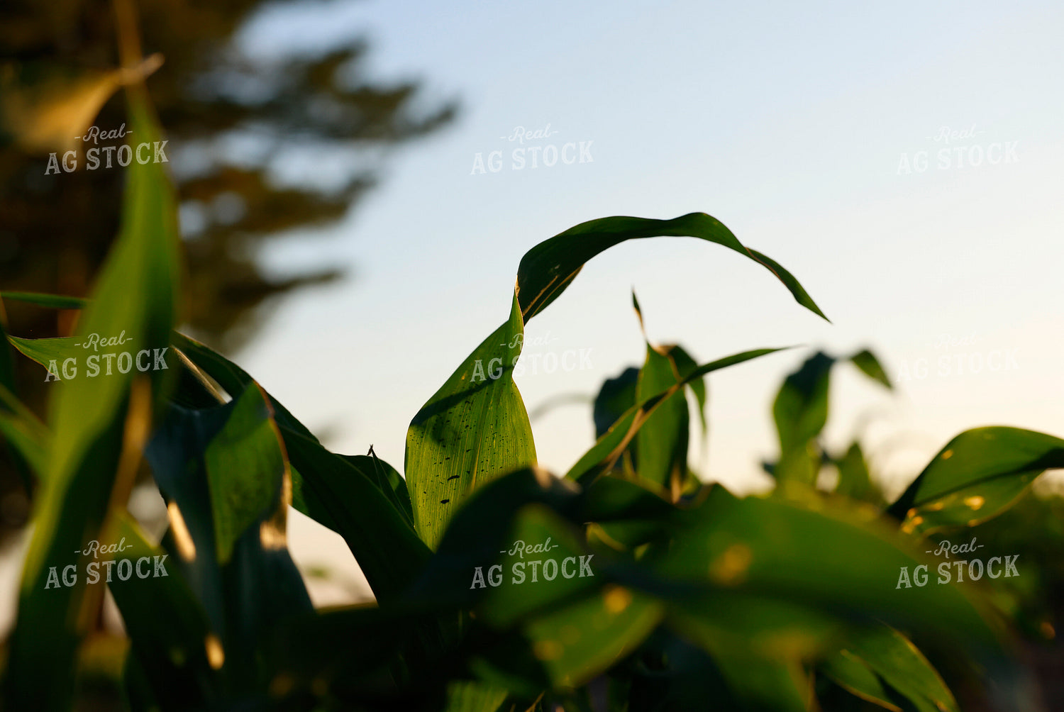 Early Growth Corn Field 129147