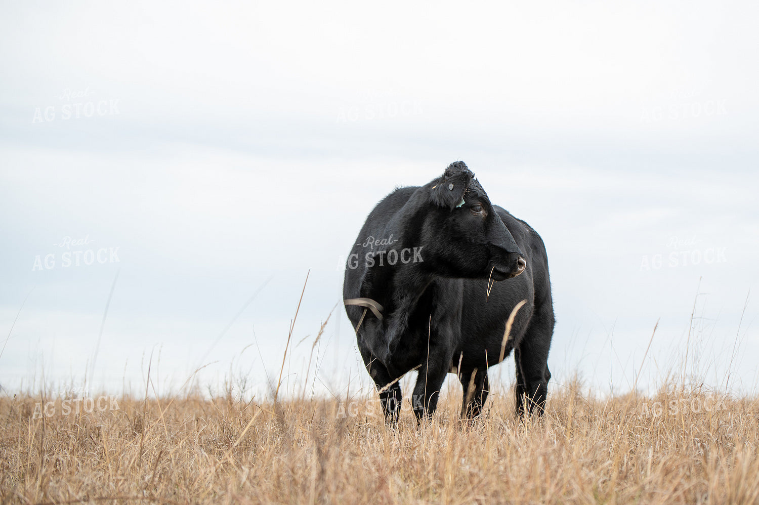 Angus Simmental Cross Cattle 236020