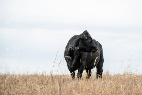 Angus Simmental Cross Cattle 236020