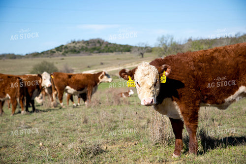 Hereford Cattle 161023