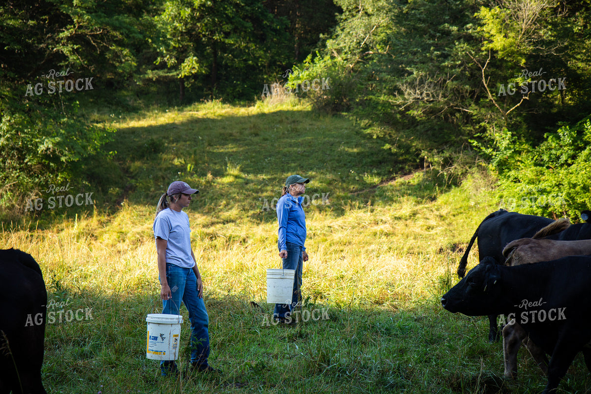 Cattle Producers Checking Herd on Pasture 268401