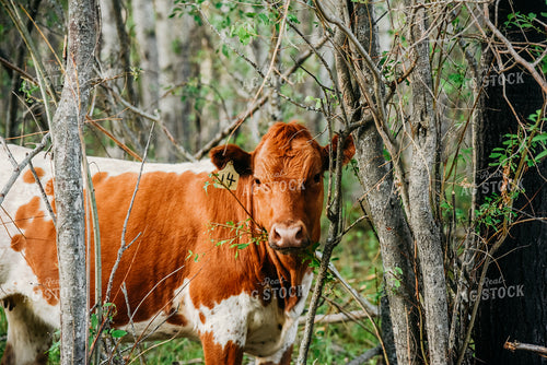 Cow in Pasture 64035