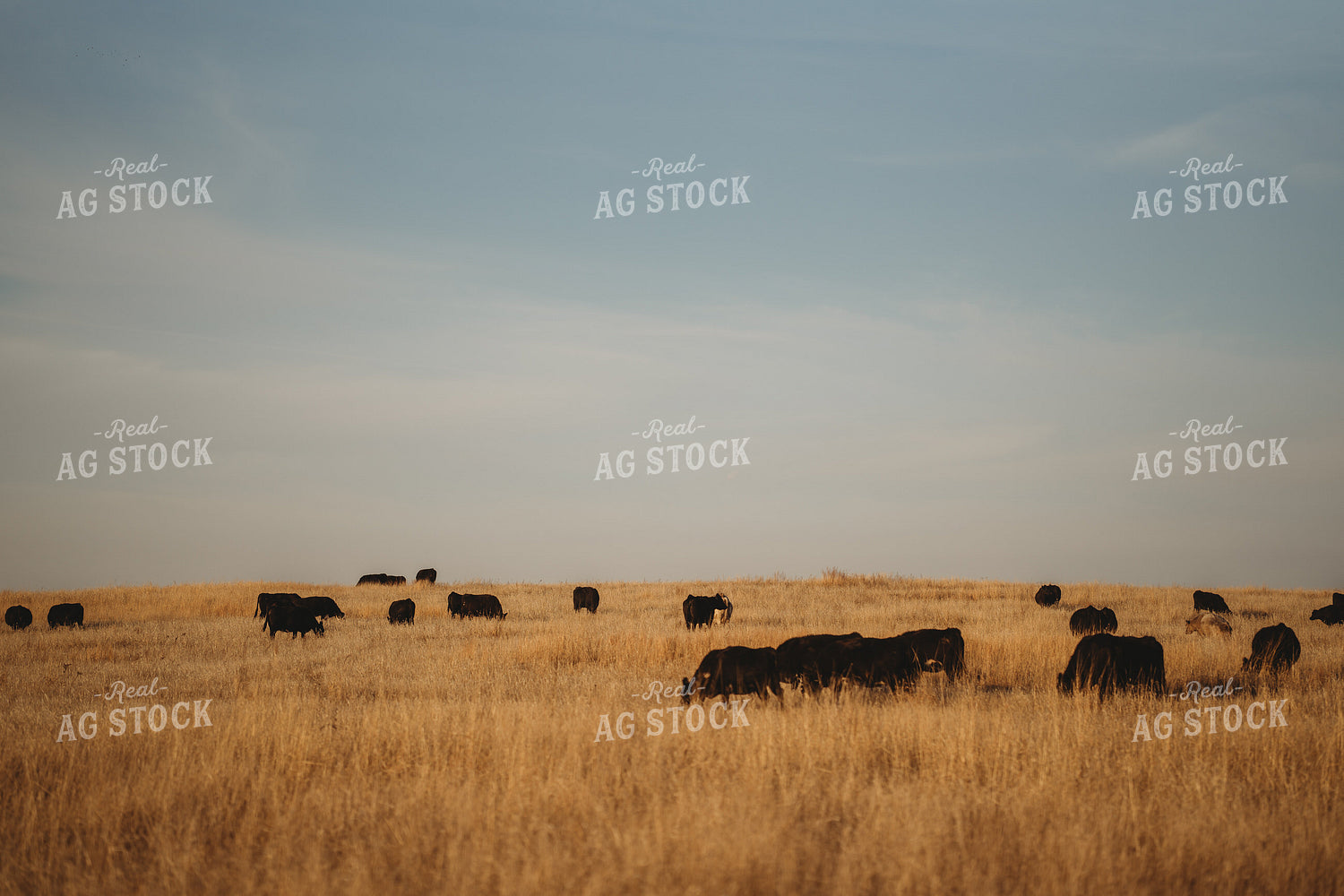 Angus Cattle in Pasture 196157