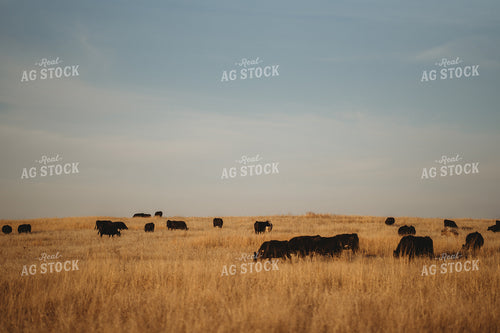 Angus Cattle in Pasture 196157