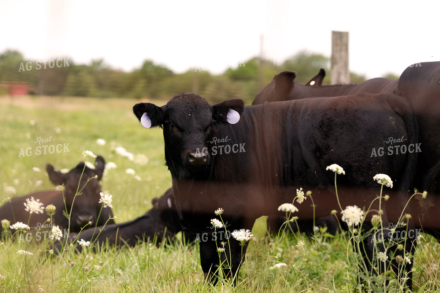 Angus Cattle on Pasture 129130
