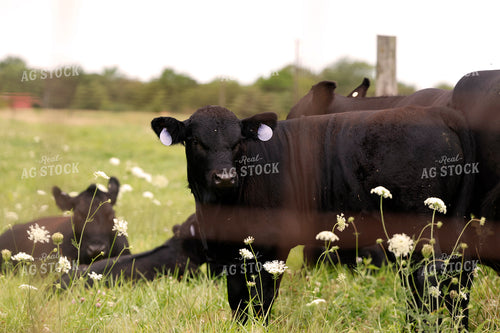 Angus Cattle on Pasture 129130