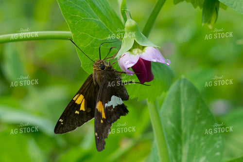 Pollinator 50064