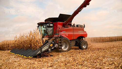 Combine Harvesting Corn 25598
