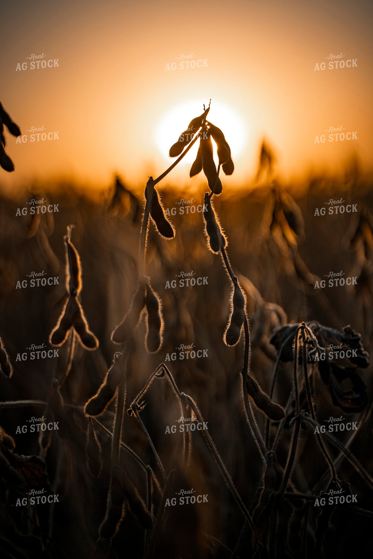 Dried Soybeans in Sunset 250041