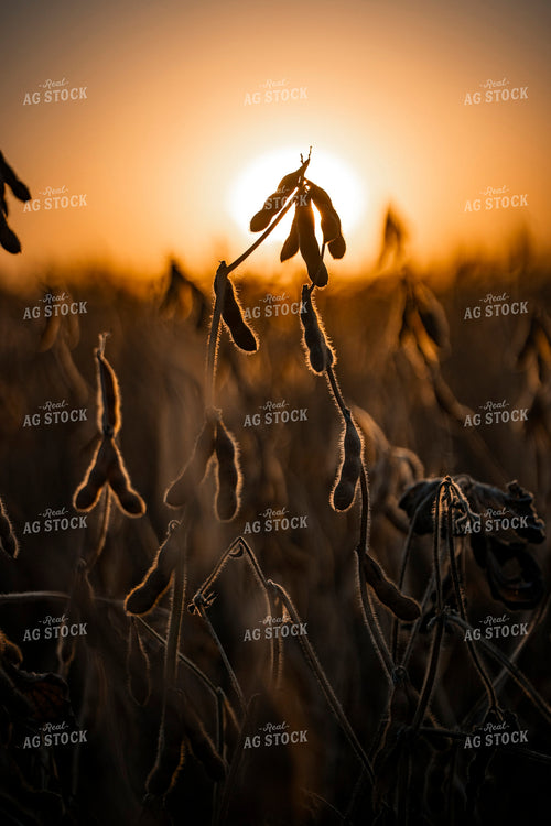 Dried Soybeans in Sunset 250041