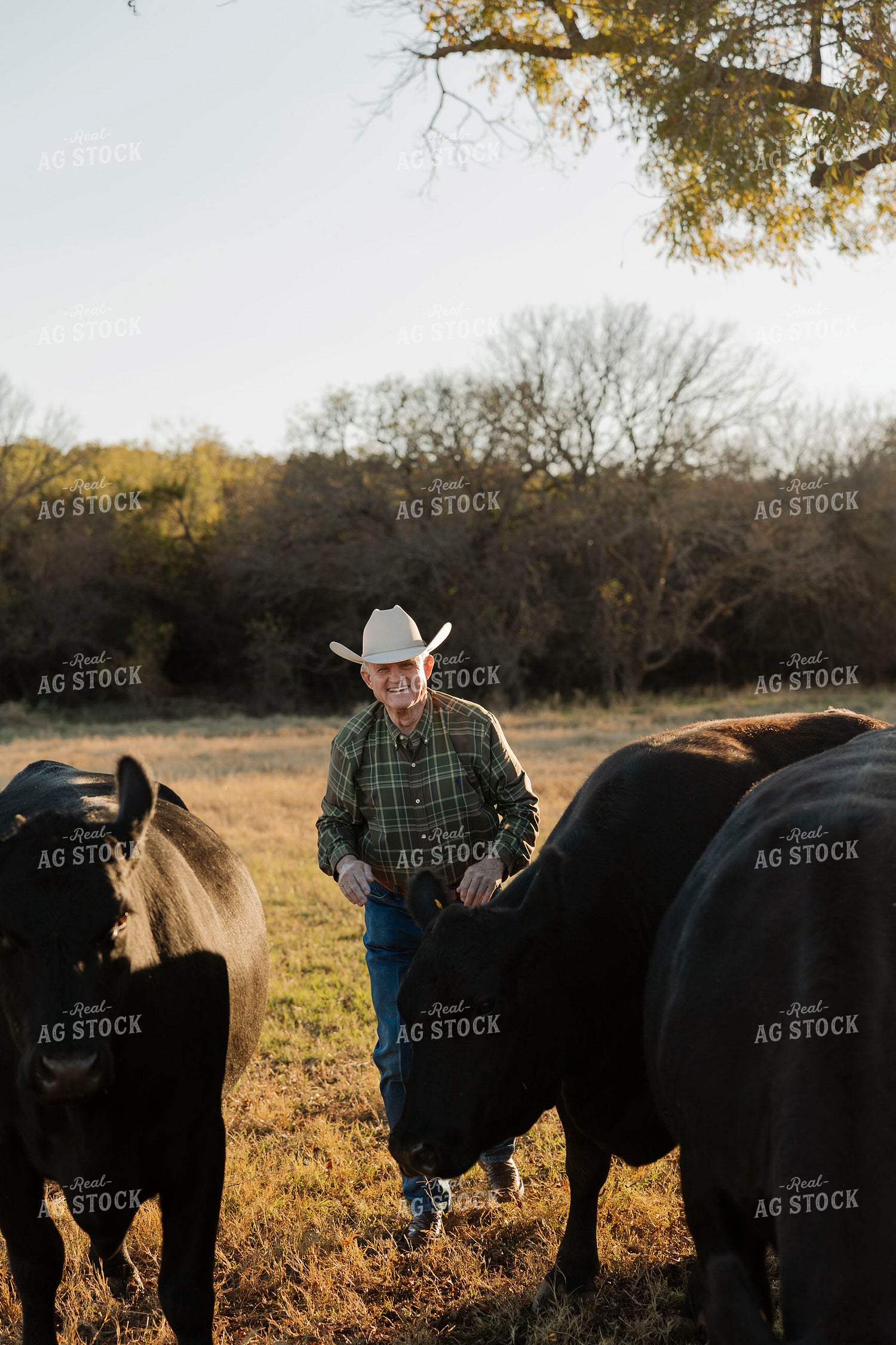 Rancher Checking Cattle 205159