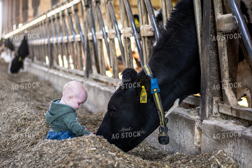Farm Kid with Holstein 50488
