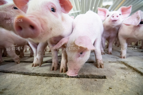 Piglets 168009