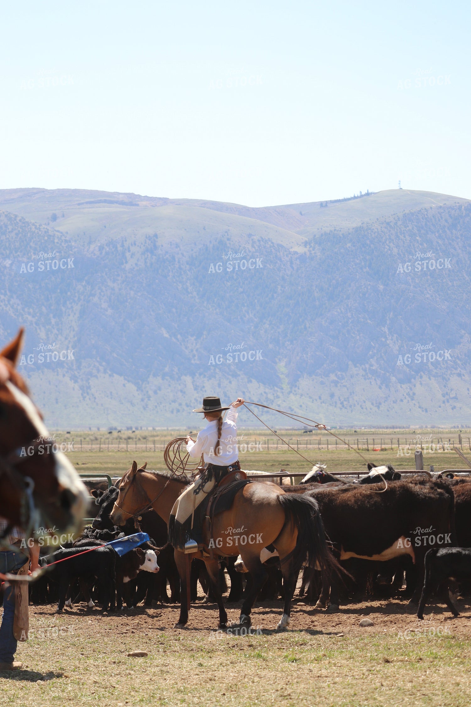 Working Cattle 102131