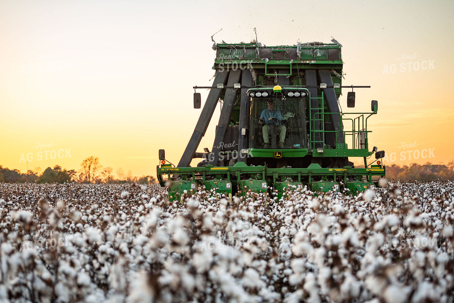 Cotton Harvest 136167