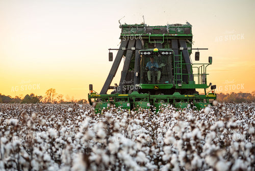 Cotton Harvest 136167