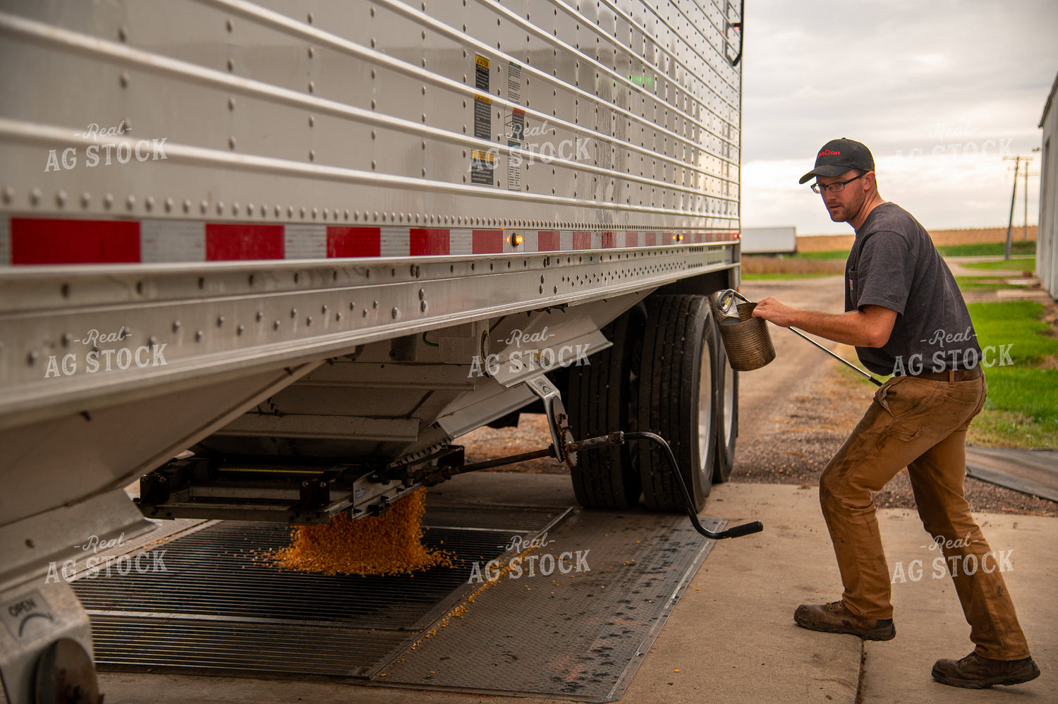 Farmer Collecting Corn to Test Moisture from Hopper Bottom Semitruck Unloading into On-farm Storage Pit 25541