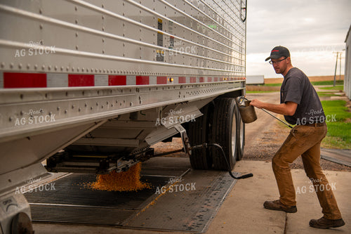 Farmer Collecting Corn to Test Moisture from Hopper Bottom Semitruck Unloading into On-farm Storage Pit 25541