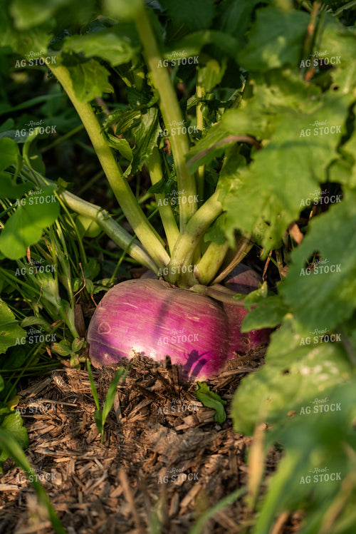 Turnip Cover Crop 76593