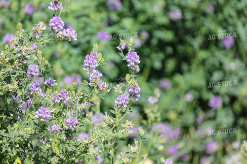 Alfalfa 188003