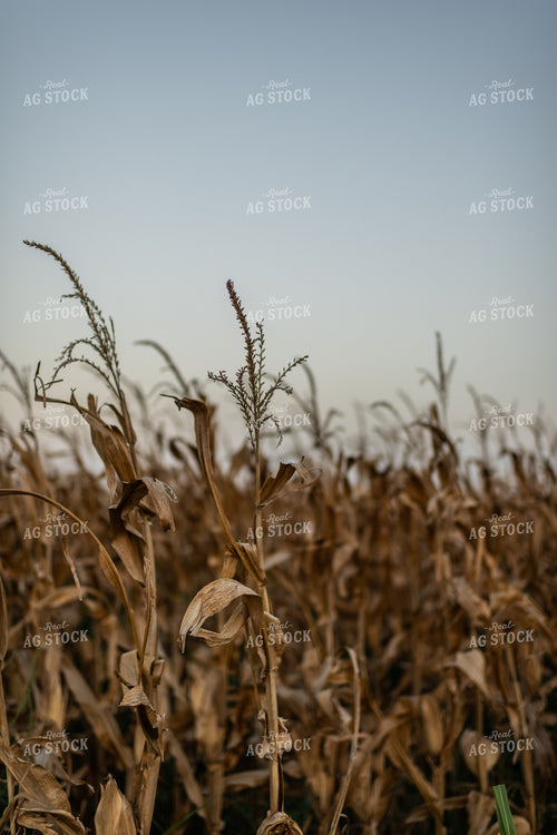Dried Corn Field 59087