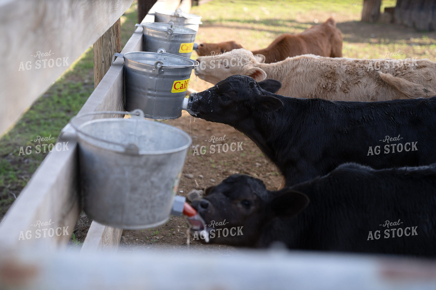 Young Calves Feeding from Buckets on a Rural Ranch Setting 65365