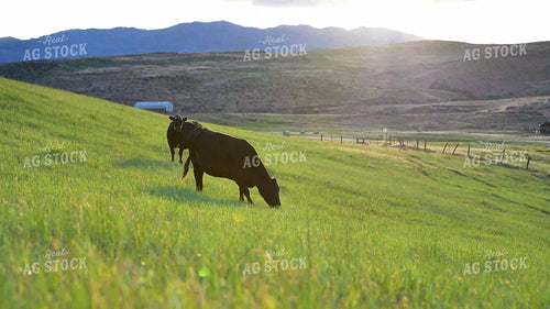 Cattle Grazing 65919