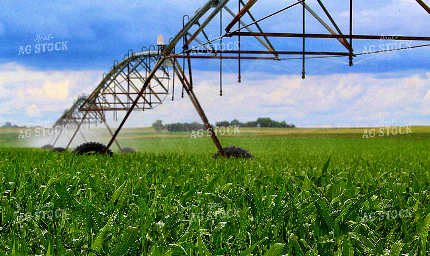 Irrigating Corn Field 141576