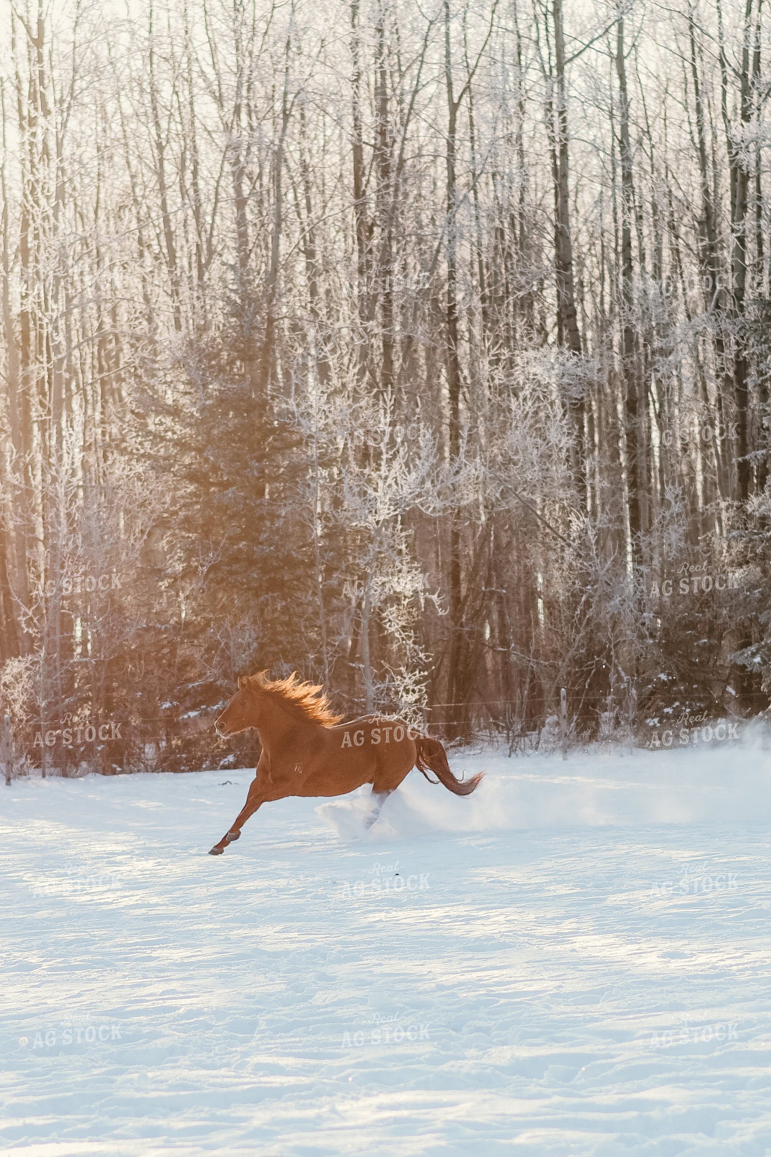 Horse Running through Snow 64205