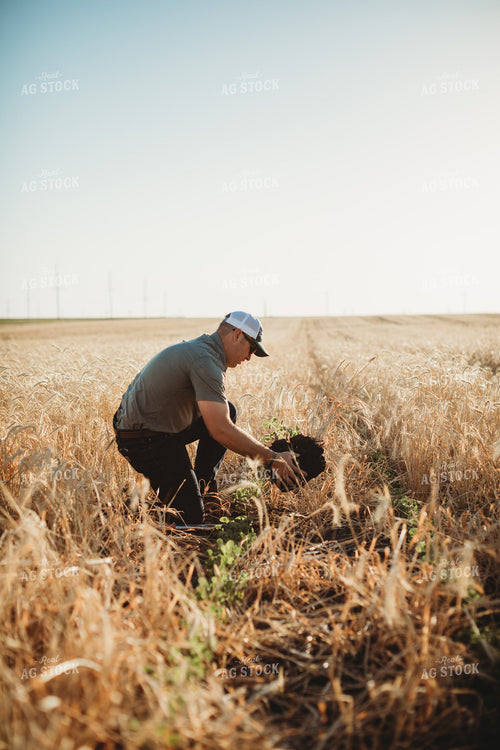 Agronomist Digging Up Soil in Soybean and Rye Cover Crop Field 5826