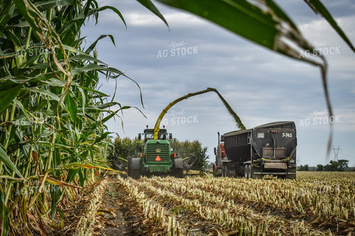 Silage Harvest 56232