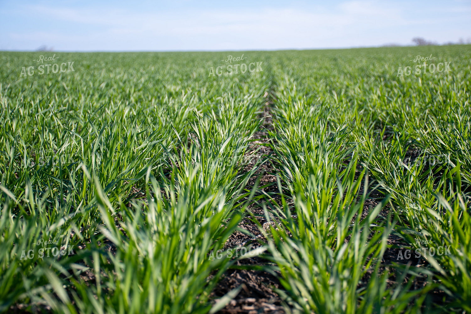 Green Wheat Field 50106