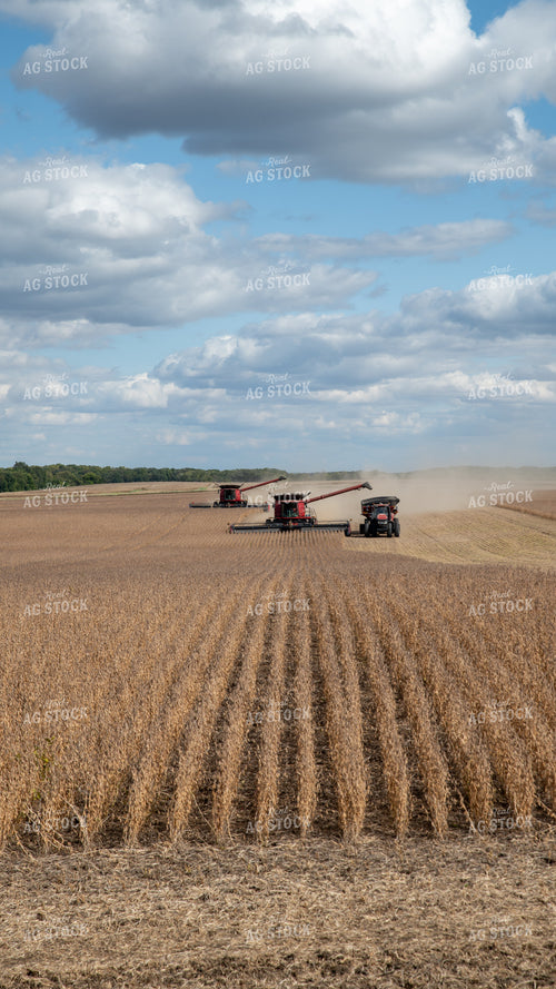 Soybean Harvest 26266