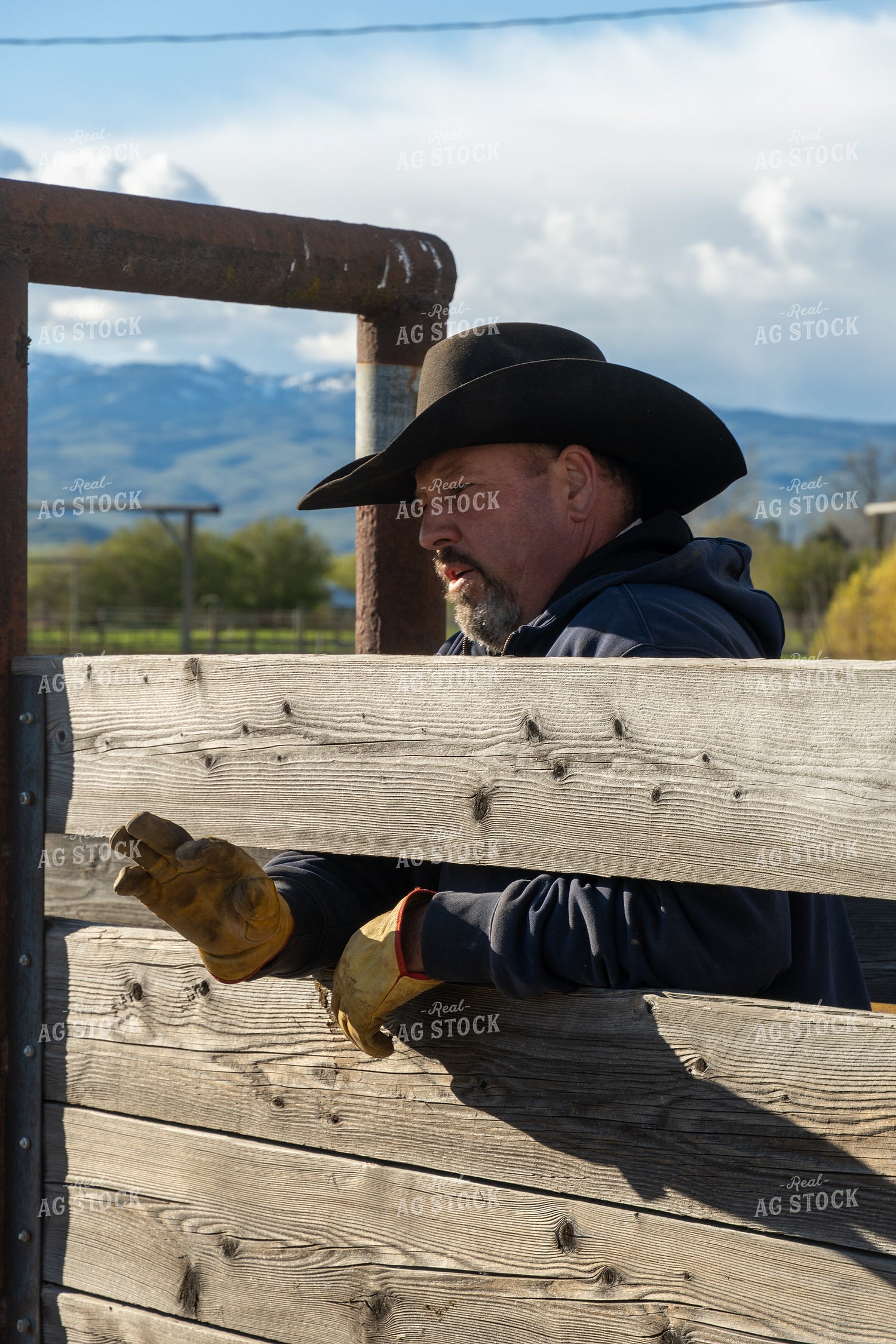 Rancher Working Cattle 65626
