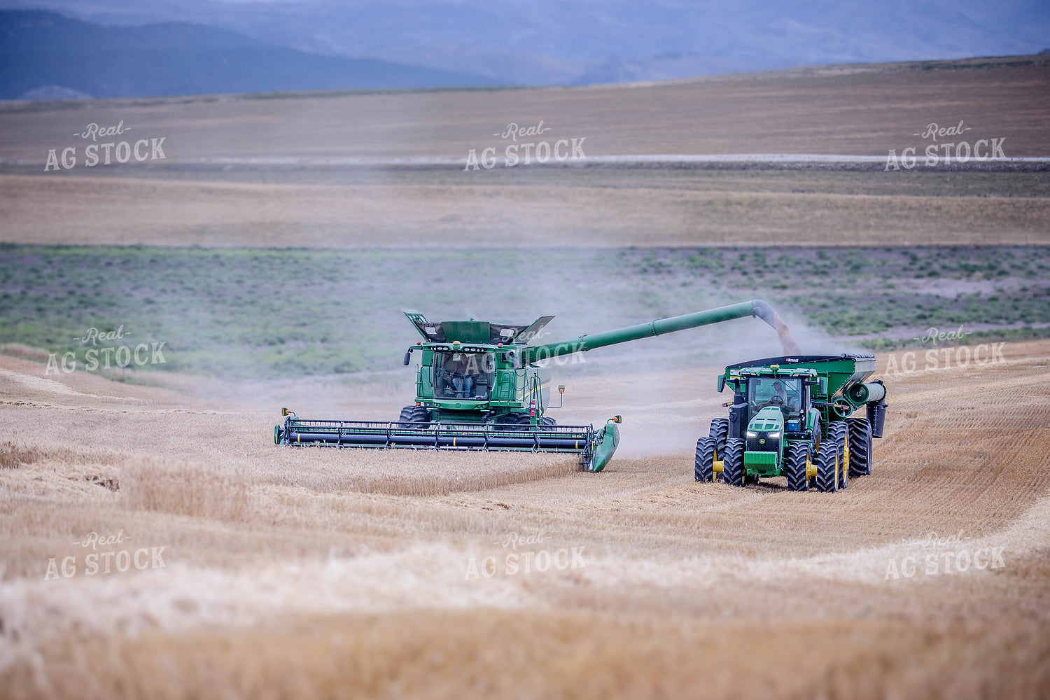 Wheat Harvest 81177