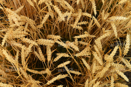 Wheat 129036