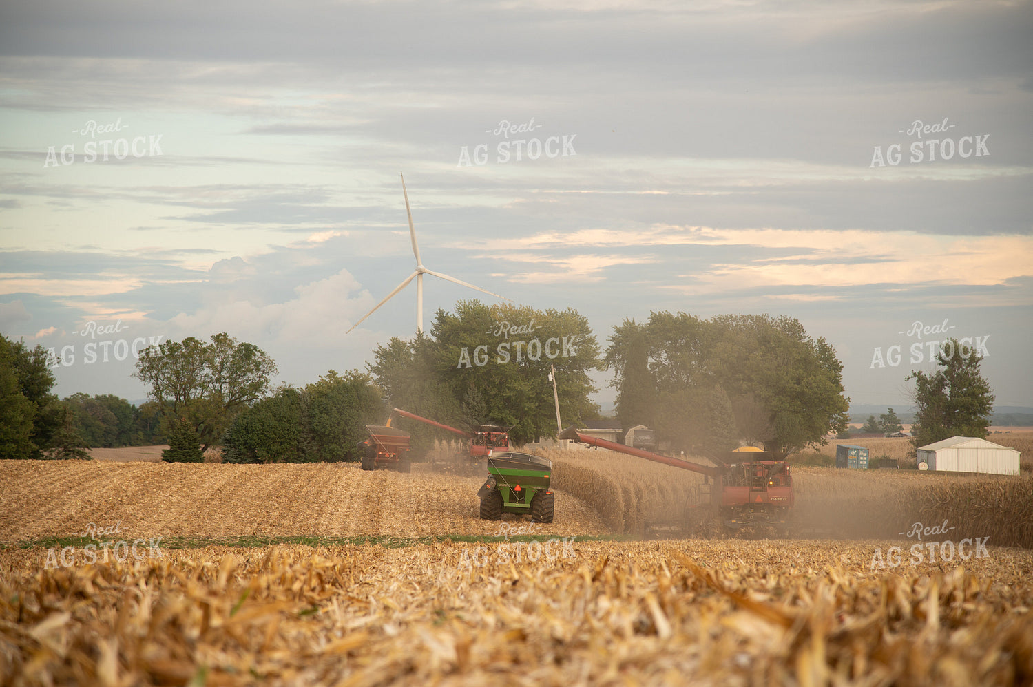 Corn Harvest 26030