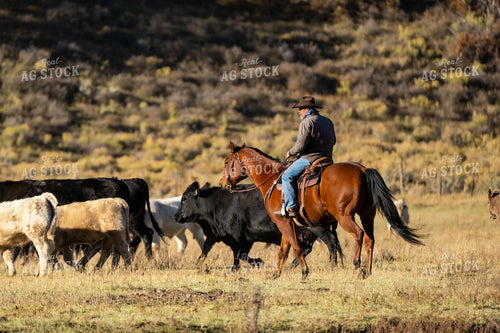 Rancher Herding Cattle on Horseback 163016