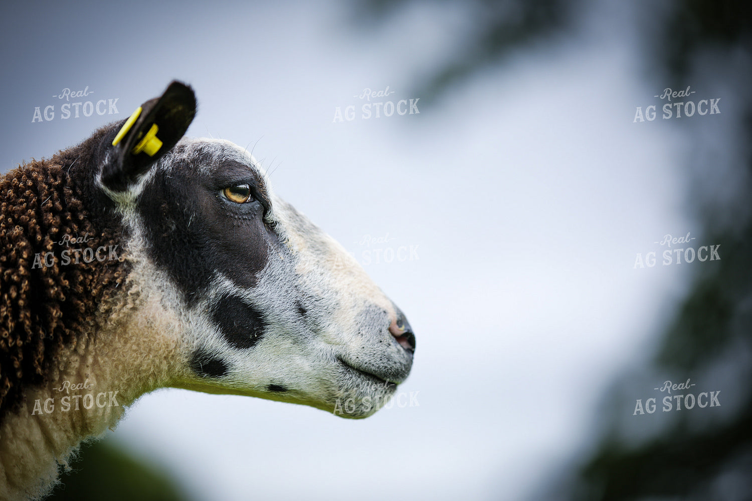 Head of a Sheep 121019