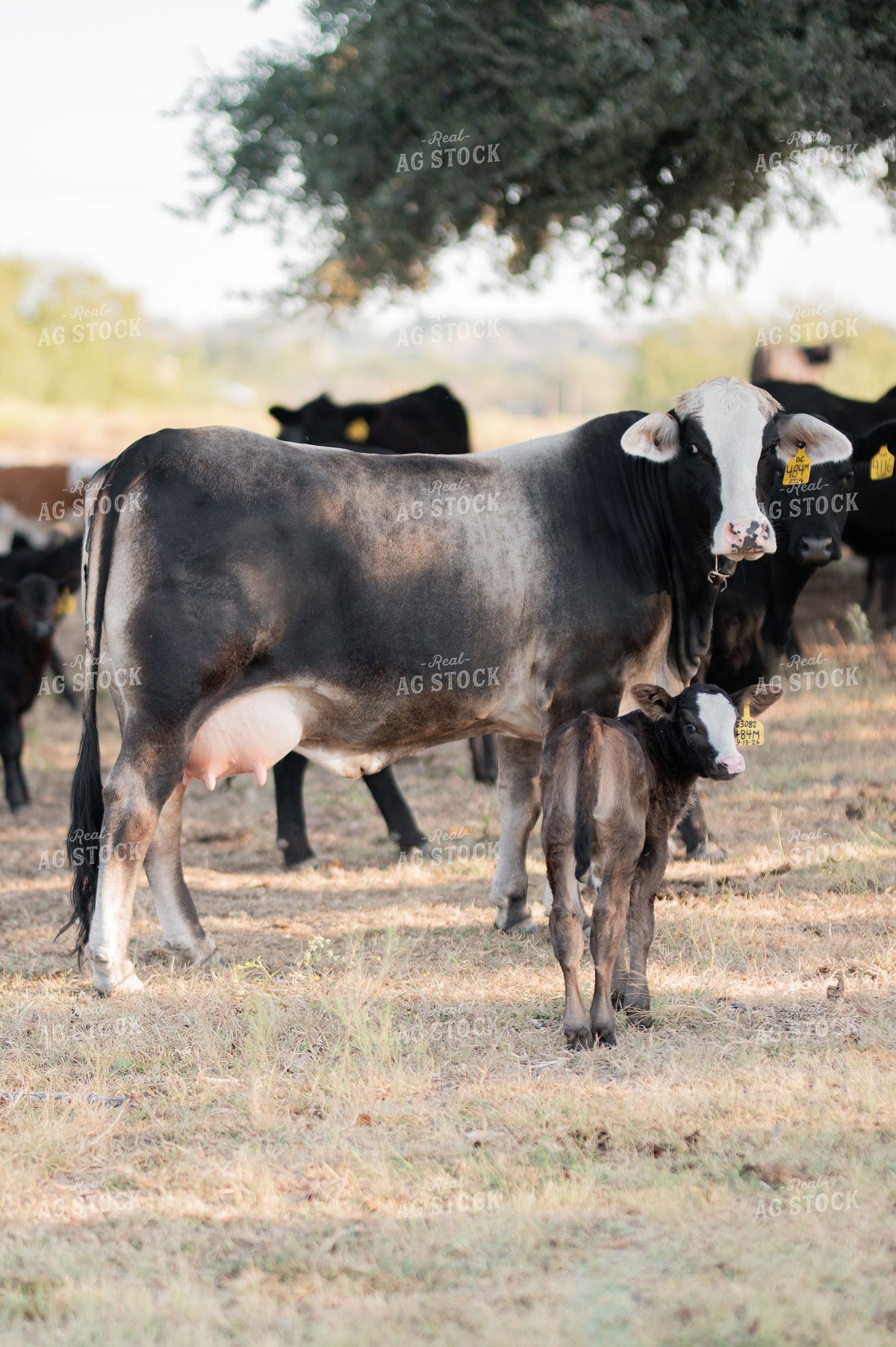 Crossbred Cow and Newborn Calf Standing Together in Dry Pasture 402054
